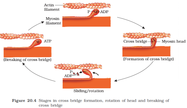 myosine actine